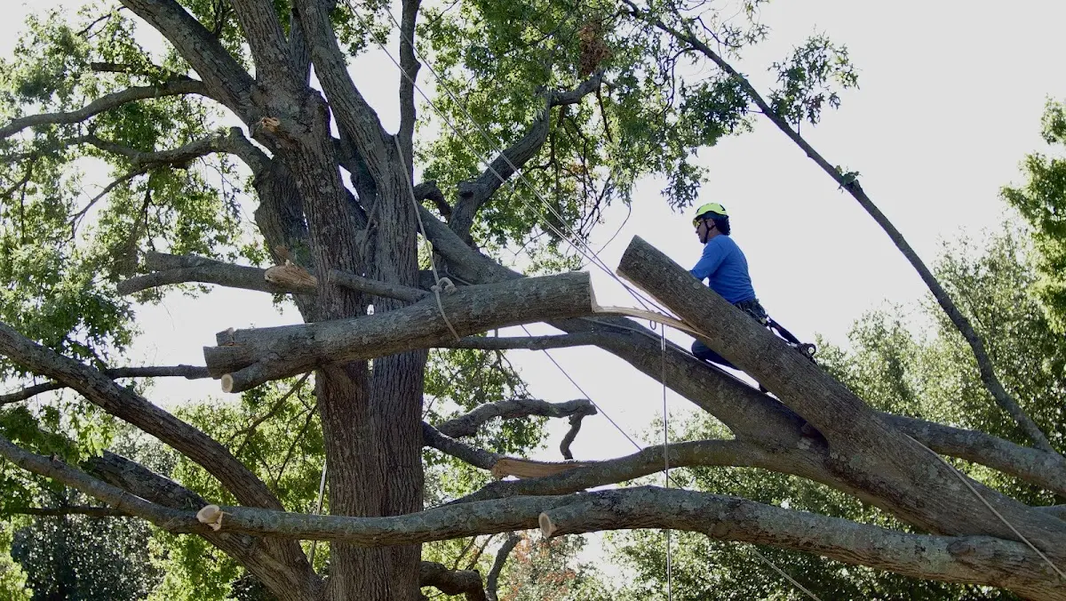 Professional Crown Thinning performed by certified arborists in Crown Point