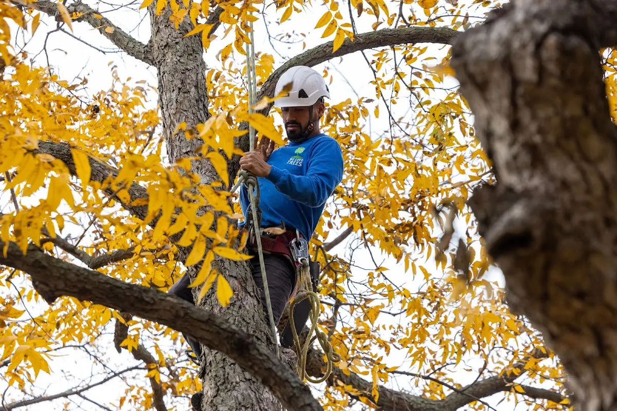 Skilled Tree Transplanting crew working in Crown Point