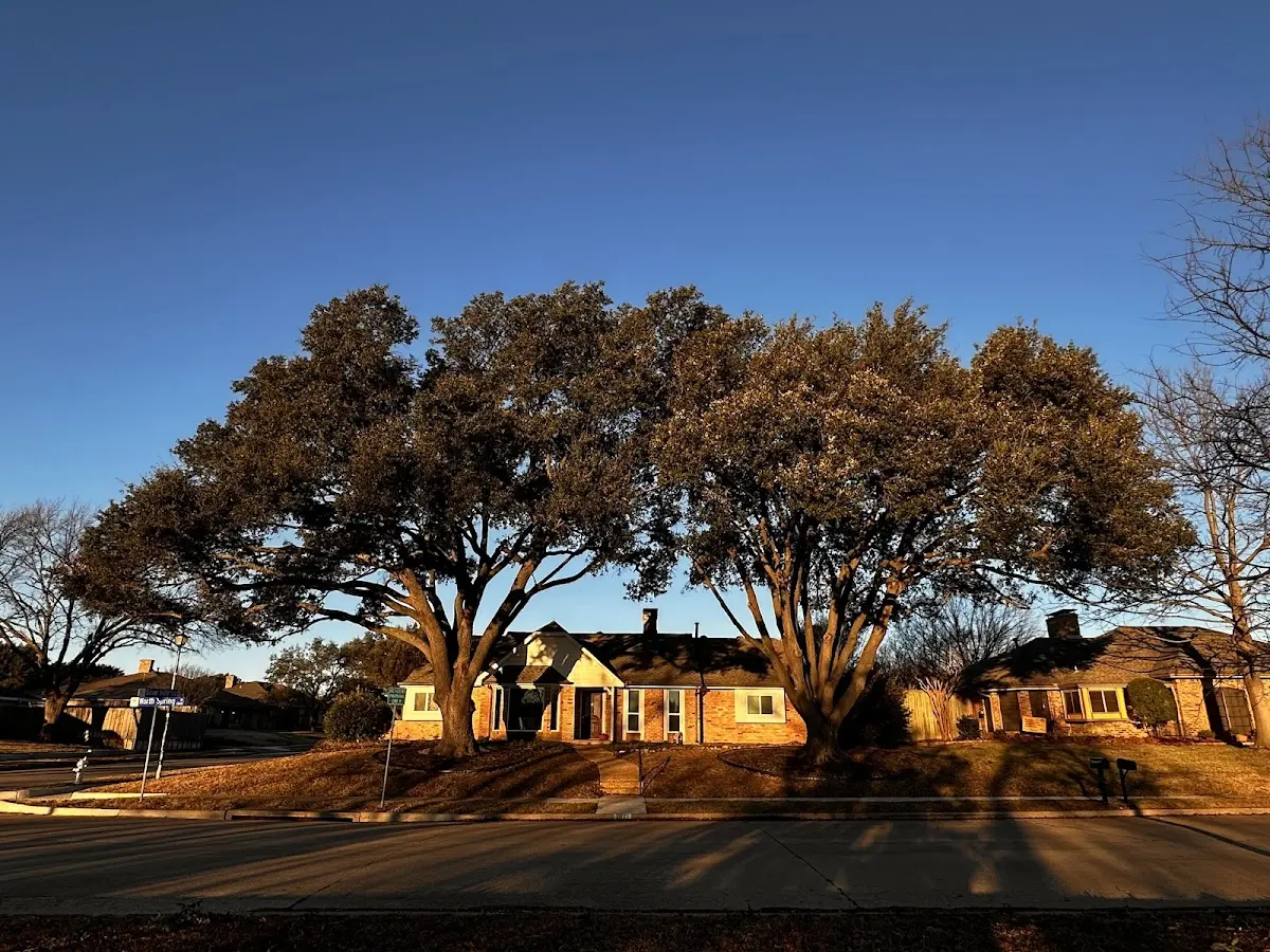 Established residential canopy tree shading a home in Crown Point